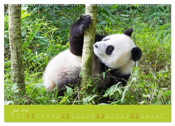 Produktbild: Der Gro&szlig;e Panda Ein kuscheliger Geselle (hochwertiger Premium Wandkalender 2026 DIN A2 quer), Kunstdruck in Hochglanz