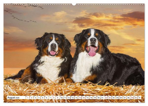 Produktbild: Berner Sennenhund - Eine Liebe f&uuml;r&acute;s Leben (hochwertiger Premium Wandkalender 2026 DIN A2 quer), Kunstdruck in Hochglanz