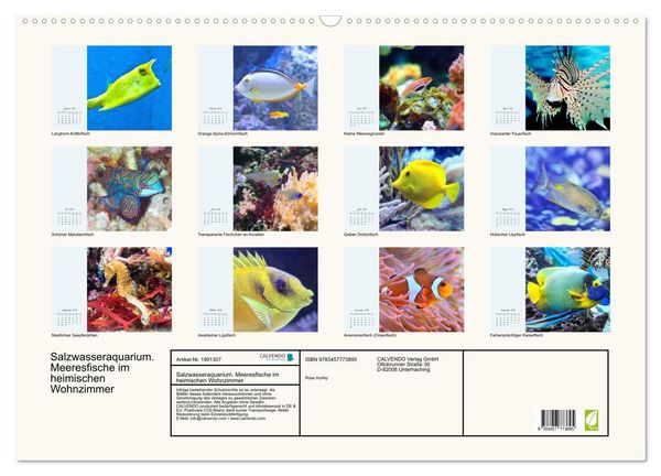 Produktbild: Salzwasseraquarium. Meeresfische im heimischen Wohnzimmer (Wandkalender 2026 DIN A2 quer), CALVENDO Monatskalender