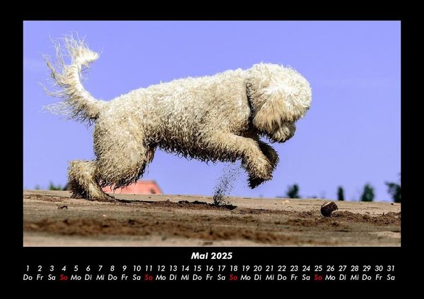 Produktbild: Hunde Kalender 2025 Fotokalender DIN A3