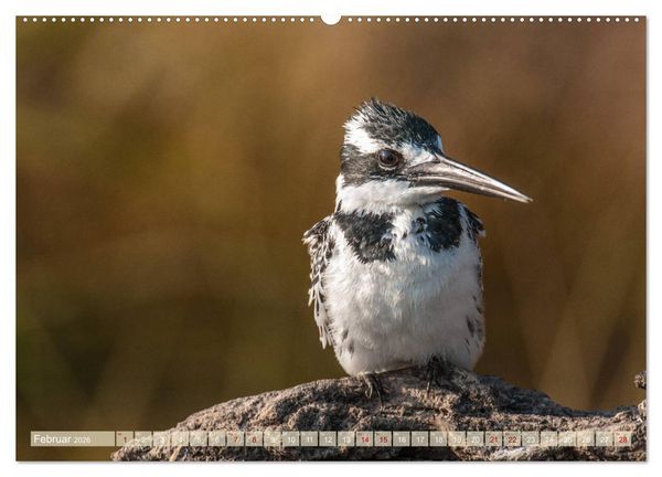 Produktbild: Chobe River - Eine spannende Flussfahrt in Botswana (Wandkalender 2026 DIN A2 quer), CALVENDO Monatskalender
