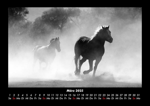 Produktbild: Pferde Kalender 2025 Fotokalender DIN A3