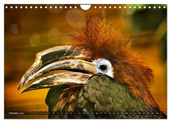 Produktbild: Imposante Vogelportr&auml;ts (Wandkalender 2026 DIN A4 quer), CALVENDO Monatskalender