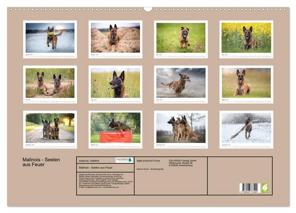 Produktbild: Malinois - Seelen aus Feuer (Wandkalender 2027 DIN A2 quer), CALVENDO Monatskalender