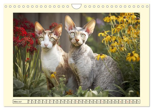 Produktbild: Sch&ouml;ne Katzen. Beliebte Samtpfoten im Garten (Wandkalender 2027 DIN A4 quer), CALVENDO Monatskalender