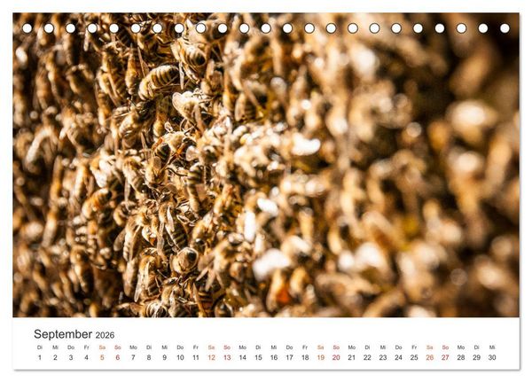Produktbild: Bienen und Waben (Tischkalender 2026 DIN A5 quer), CALVENDO Monatskalender