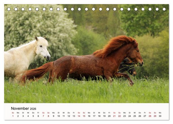 Produktbild: Isl&auml;nder - icelandic horses (Tischkalender 2026 DIN A5 quer), CALVENDO Monatskalender