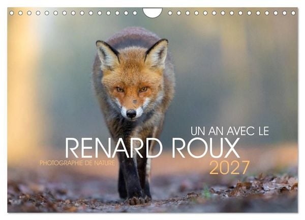 Produktbild: Un an avec le renard roux (Calendrier mural 2027 DIN A4 vertical), CALVENDO calendrier mensuel