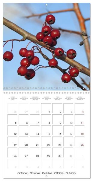 Produktbild: Habitat Forest (Wall Calendar 2026 12 &times; 12 Inch) CALVENDO 12 Month Wall Calendar