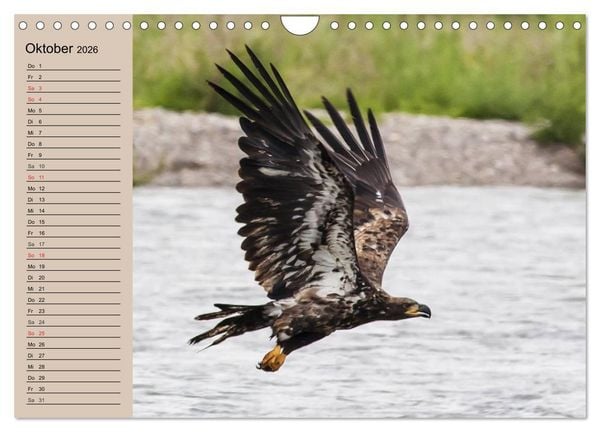 Produktbild: Der Steinadler. Majest&auml;tischer Greifvogel (Wandkalender 2026 DIN A4 quer), CALVENDO Monatskalender