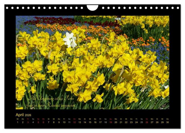 Produktbild: Goethes Gelb Gedanken zur Farbe (Wandkalender 2026 DIN A4 quer), CALVENDO Monatskalender