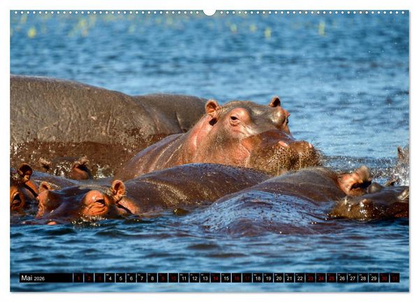 Produktbild: Faszination Botswana (hochwertiger Premium Wandkalender 2026 DIN A2 quer), Kunstdruck in Hochglanz