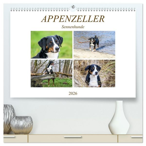 Produktbild: Appenzeller Sennenhunde (hochwertiger Premium Wandkalender 2026 DIN A2 quer), Kunstdruck in Hochglanz