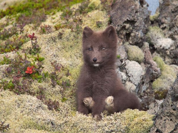 Produktbild: CALVENDO Puzzle Zeigt her eure F&uuml;&szlig;e | 1000 Teile Lege-Gr&ouml;&szlig;e 64x48cm Foto-Puzzle f&uuml;r gl&uuml;ckliche Stunden