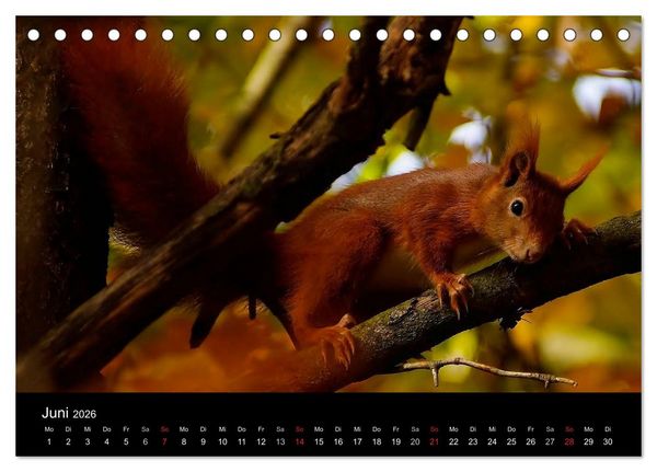 Produktbild: Faszination Wald. Waldimpressionen aus Nordhessen von Lutz Klapp (Tischkalender 2026 DIN A5 quer), CALVENDO Monatskalender