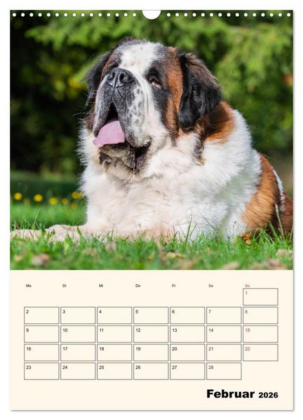 Produktbild: Bernhardiner - Mit dem St. Bernhardshund durch das Jahr (Wandkalender 2026 DIN A3 hoch), CALVENDO Monatskalender