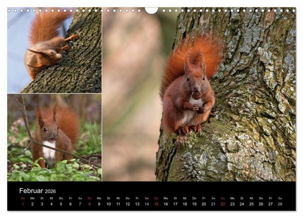Produktbild: Wilde Eichh&ouml;rnchenwelt! (Wandkalender 2026 DIN A3 quer), CALVENDO Monatskalender
