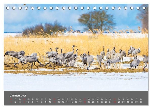 Produktbild: Sch&ouml;nes Meck-Pomm (Tischkalender 2026 DIN A5 quer), CALVENDO Monatskalender