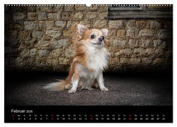 Produktbild: Chihuahuas - Cool and Cute (Wandkalender 2026 DIN A2 quer), CALVENDO Monatskalender