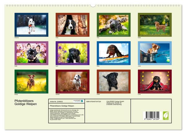 Produktbild: Pfotenblitzers Goldige Welpen (hochwertiger Premium Wandkalender 2026 DIN A2 quer), Kunstdruck in Hochglanz