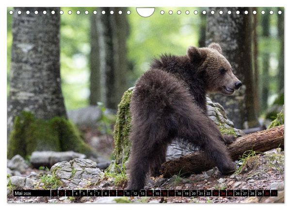Produktbild: Lautlos in den W&auml;ldern Sloweniens (Wandkalender 2026 DIN A4 quer), CALVENDO Monatskalender