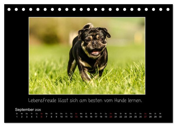 Produktbild: M&ouml;pse 2026 (Tischkalender 2026 DIN A5 quer), CALVENDO Monatskalender