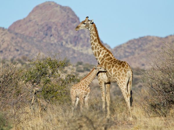 Produktbild: CALVENDO Puzzle Giraffe mit Jungtier 1000 Teile Lege-Gr&ouml;&szlig;e 64 x 48 cm Foto-Puzzle Bild von Wilfried Martin
