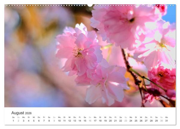 Produktbild: Kirschbl&uuml;tentraum (hochwertiger Premium Wandkalender 2026 DIN A2 quer), Kunstdruck in Hochglanz