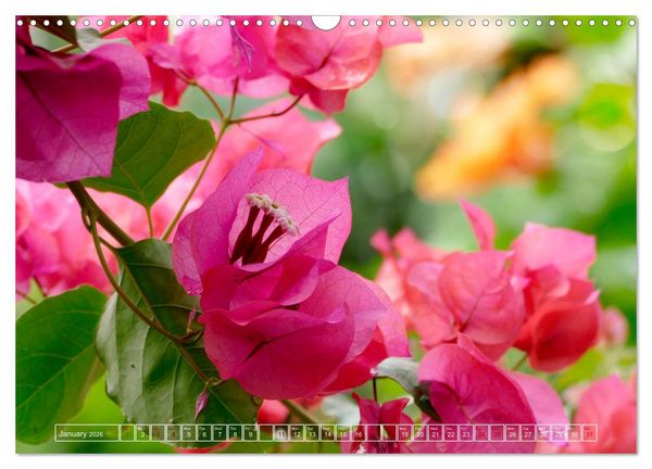 Produktbild: Blooming beauties (Wall Calendar 2026 DIN A3 landscape), CALVENDO 12 Month Wall Calendar