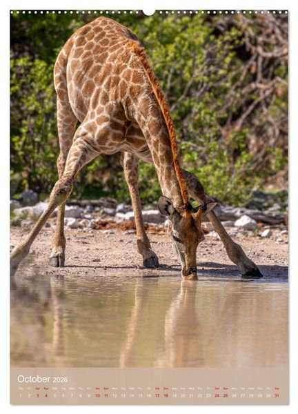 Produktbild: Giraffe Tales (Wall Calendar 2026 DIN A2 portrait), CALVENDO 12 Month Wall Calendar
