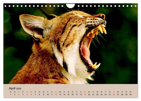 Produktbild: Der Luchs. Pinselohren und Bernsteinaugen (Wandkalender 2026 DIN A4 quer), CALVENDO Monatskalender