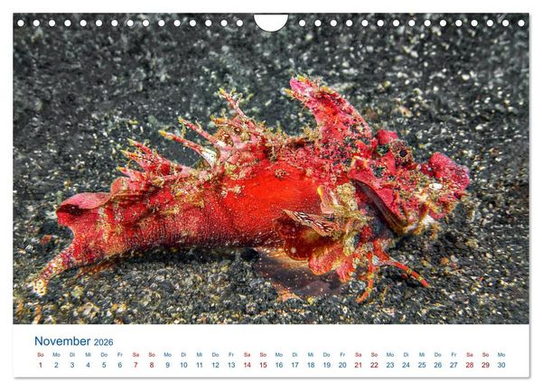 Produktbild: Die Farben im Meer (Wandkalender 2026 DIN A4 quer), CALVENDO Monatskalender