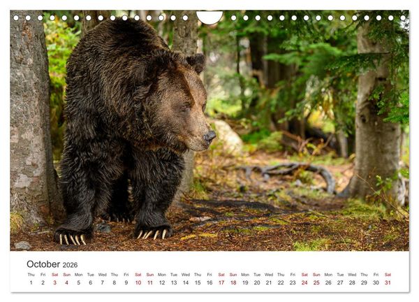 Produktbild: Wild Canada (Wall Calendar 2026 DIN A4 landscape), CALVENDO 12 Month Wall Calendar