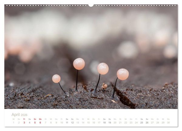 Produktbild: FASZINATION PILZE 2026 (Wandkalender 2026 DIN A2 quer), CALVENDO Monatskalender