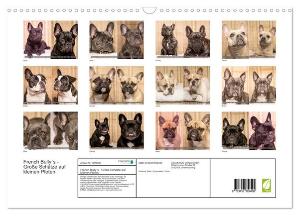 Produktbild: French Bully&acute;s - Gro&szlig;e Sch&auml;tze auf kleinen Pfoten (Wandkalender 2026 DIN A3 quer), CALVENDO Monatskalender
