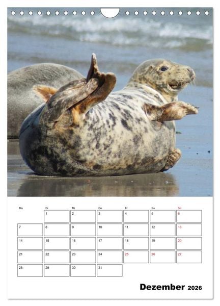 Produktbild: Liebenswerte Robben (Wandkalender 2026 DIN A4 hoch), CALVENDO Monatskalender