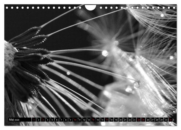 Produktbild: Pusteblume - Impressionen in schwarzwei&szlig; (Wandkalender 2026 DIN A4 quer), CALVENDO Monatskalender