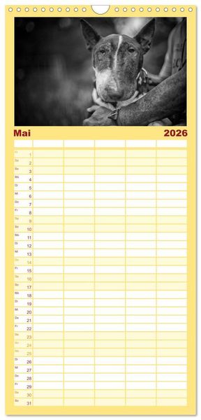 Produktbild: Familienplaner 2026 - Bullterrier mit 5 Spalten (Wandkalender, 21 x 45 cm) CALVENDO