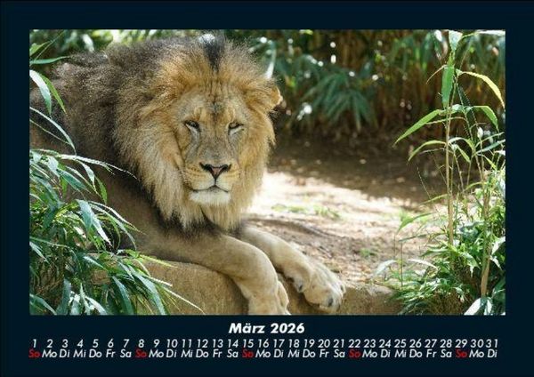 Produktbild: Tiere im Zoo 2026 Fotokalender DIN A5