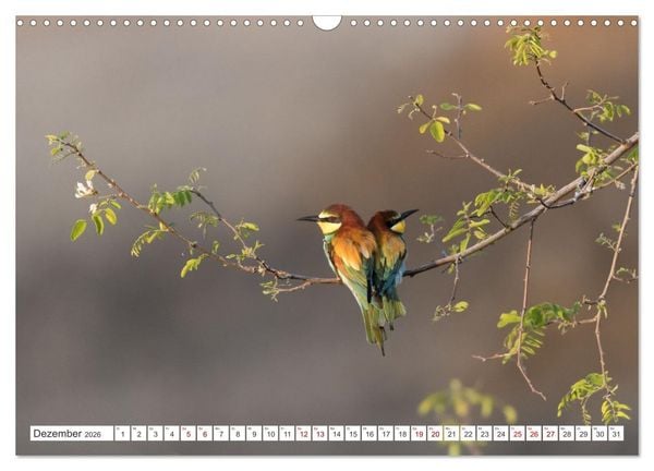 Produktbild: Bunte Flieger (Wandkalender 2026 DIN A3 quer), CALVENDO Monatskalender