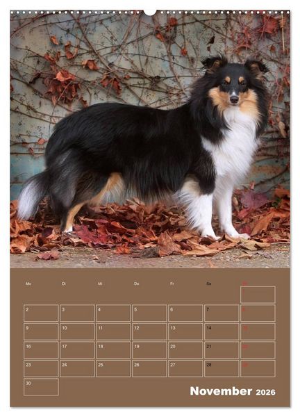 Produktbild: SHELTIES Herzensbrecher auf 4 Pfoten (Wandkalender 2026 DIN A2 hoch), CALVENDO Monatskalender