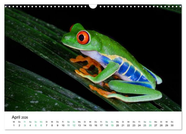Produktbild: Costa Rica - Tropische Tierwelt (Wandkalender 2026 DIN A3 quer), CALVENDO Monatskalender
