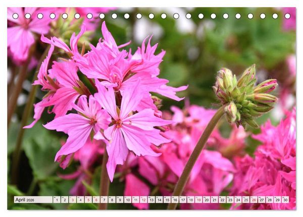 Produktbild: Pelargonien. Die Klassiker unter den Bl&uuml;hwundern (Tischkalender 2026 DIN A5 quer), CALVENDO Monatskalender