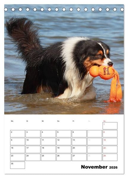 Produktbild: Australian Shepherd (Tischkalender 2026 DIN A5 hoch), CALVENDO Monatskalender