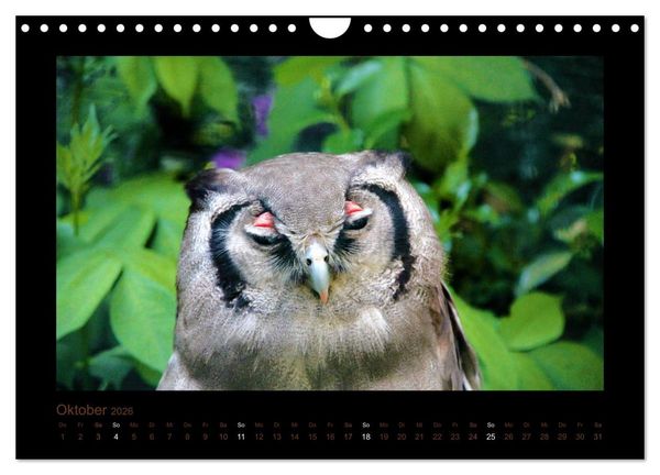 Produktbild: Eulen und K&auml;uze (Wandkalender 2026 DIN A4 quer), CALVENDO Monatskalender