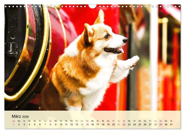 Produktbild: Welsh Corgi. Zauberhafter Dickkopf auf kurzen Beinen (Wandkalender 2026 DIN A3 quer), CALVENDO Monatskalender