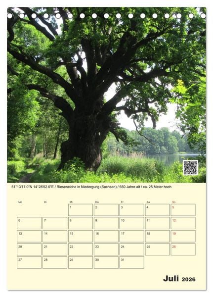 Produktbild: Uralt - Mit QR-Code und GPS zu alten B&auml;umen (Tischkalender 2026 DIN A5 hoch), CALVENDO Monatskalender