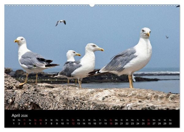 Produktbild: Essaouira. Marokko (hochwertiger Premium Wandkalender 2026 DIN A2 quer), Kunstdruck in Hochglanz
