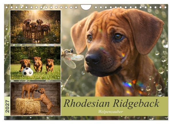 Produktbild: Rhodesian Ridgeback - Welpenzauber (Wandkalender 2027 DIN A4 quer), CALVENDO Monatskalender