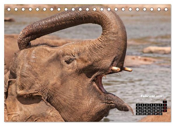 Produktbild: Bedrohte Riesen - Elefanten in Sri Lanka (Tischkalender 2026 DIN A5 quer), CALVENDO Monatskalender